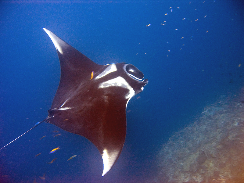 A giant manta ray photographed in Thailand