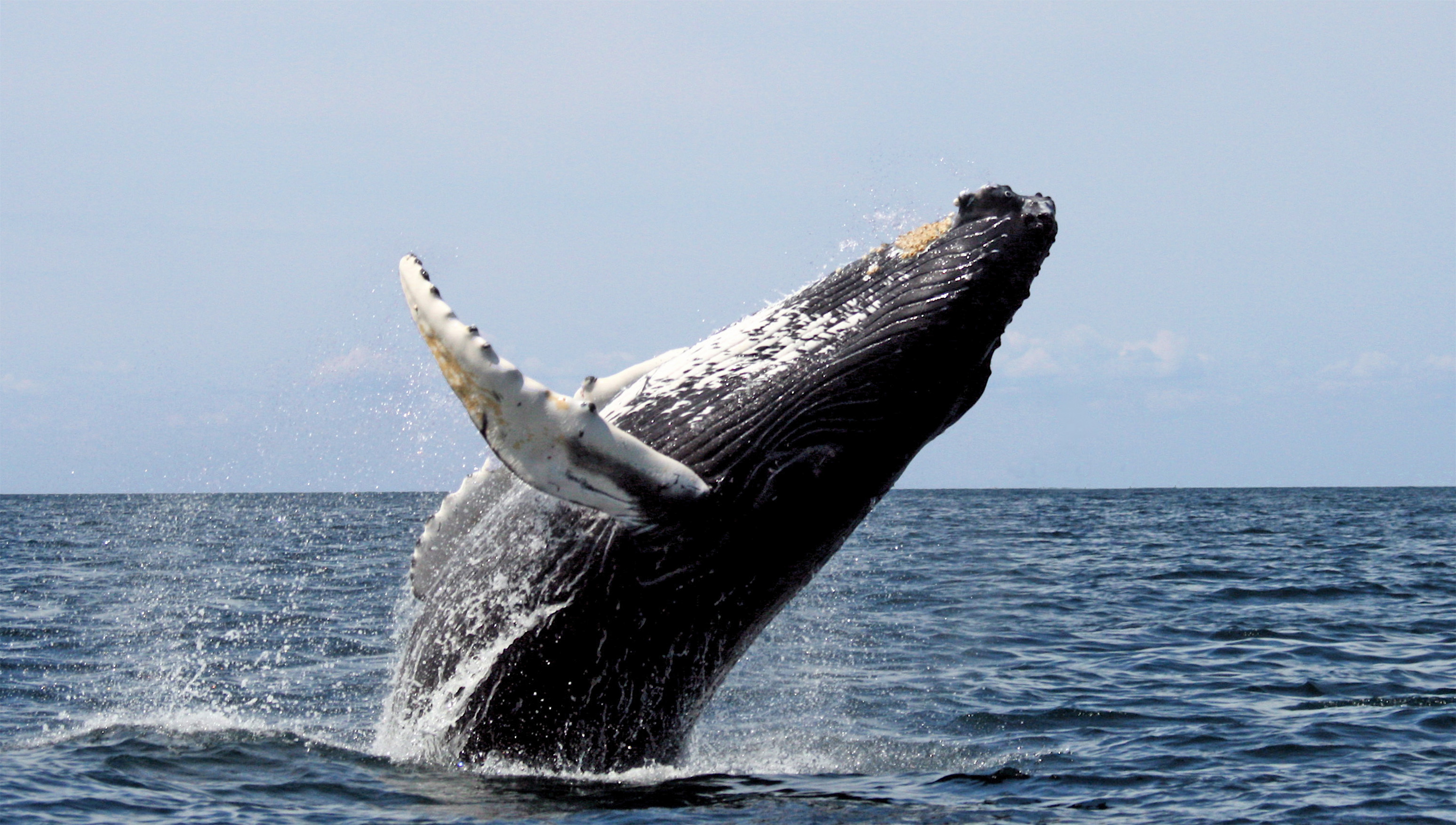 A humpback whale breaching at Stellwagen Bank