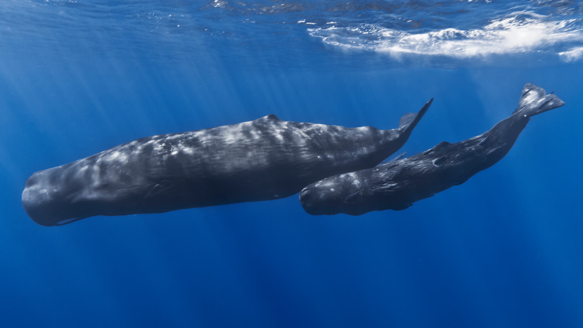 A mother and baby sperm whale photographed underwater