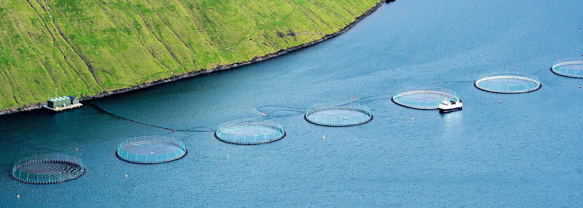 Aerial view of salmon aquaculture cages near Klaksvík, Faroe Islands