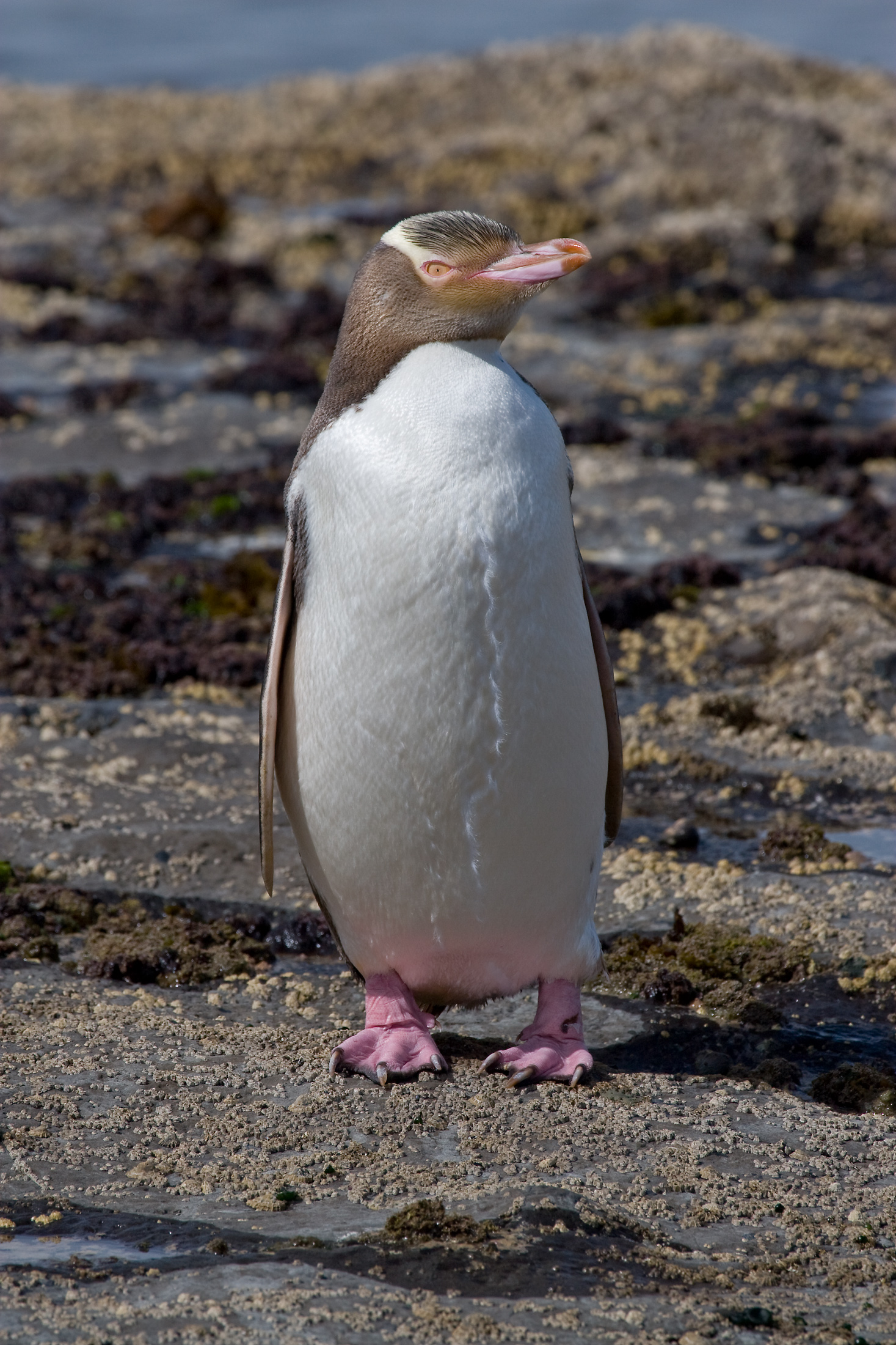 A yellow-eyed penguin (hoiho) on the New Zealand coast