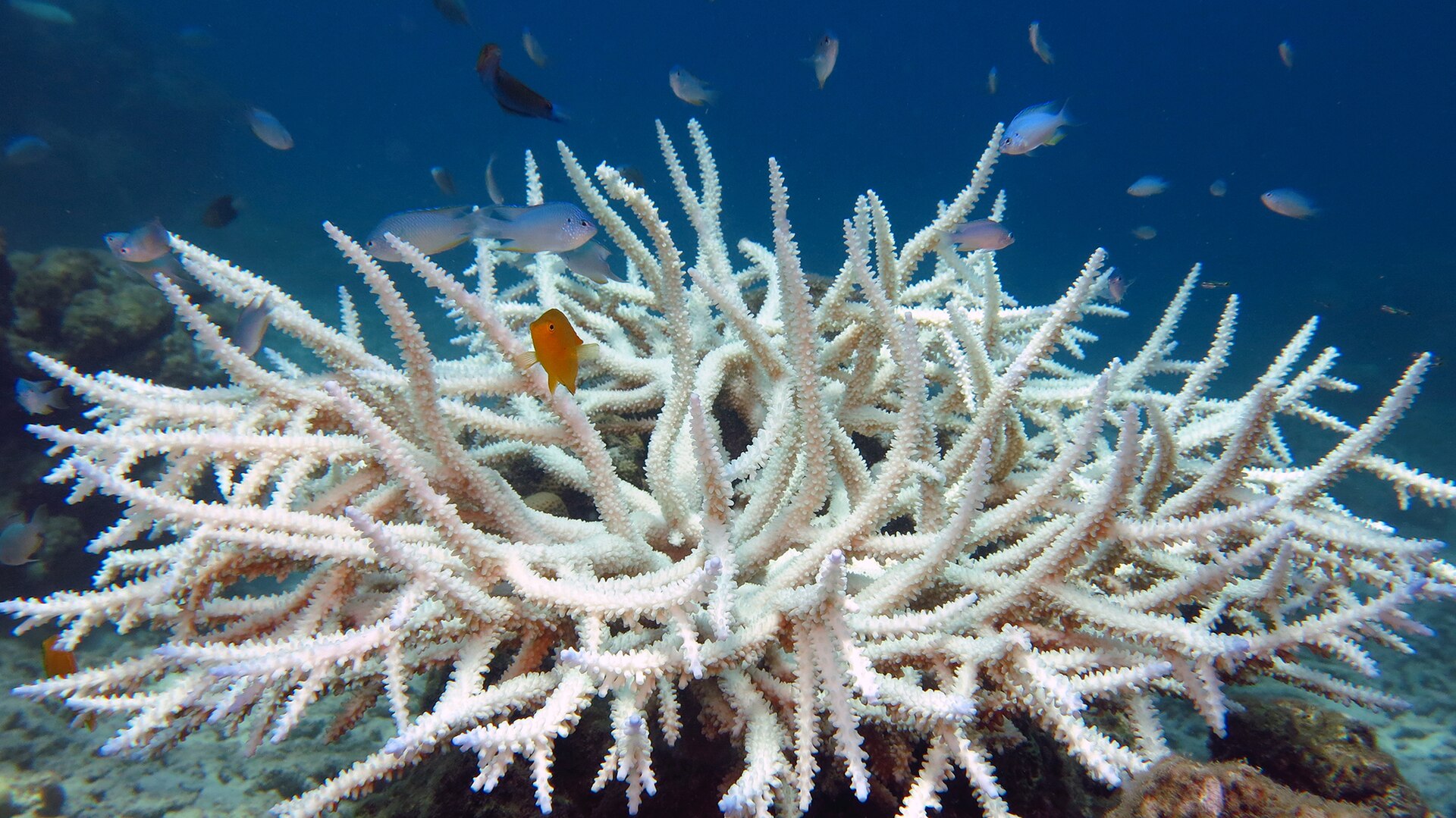 A bleached colony of Acropora coral