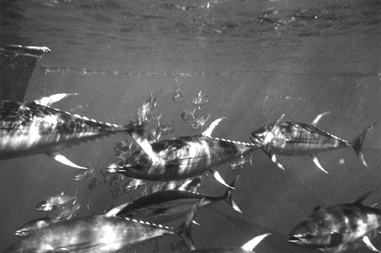 A school of yellowfin tuna in Pacific waters