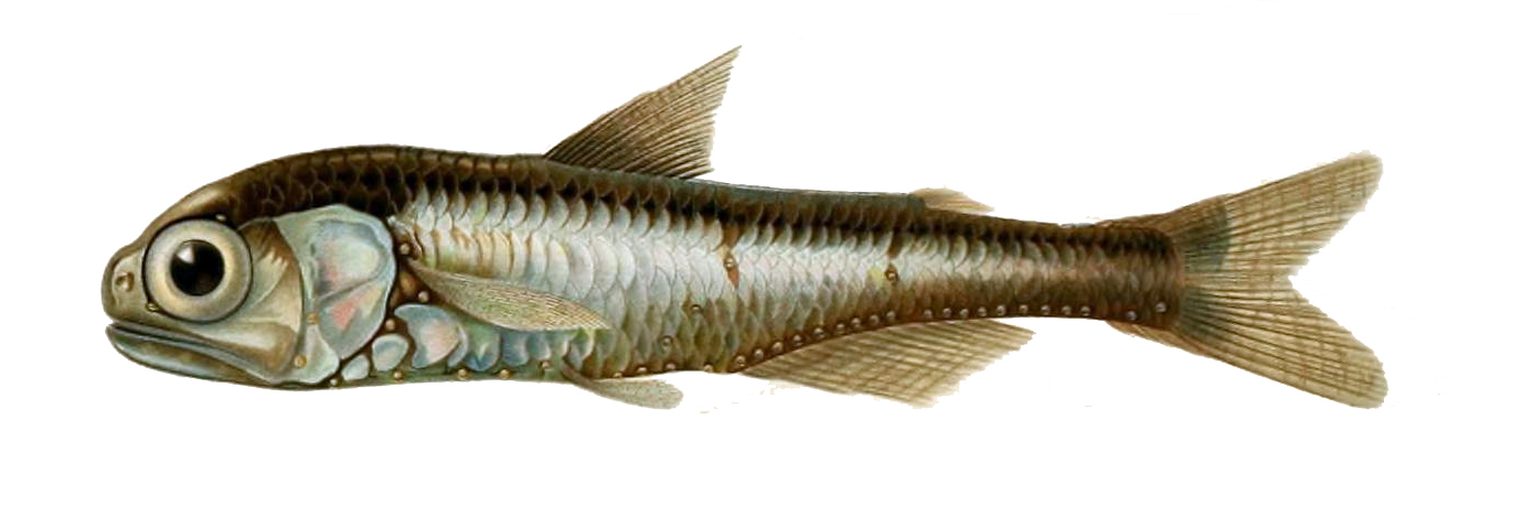 Lanternfish (Myctophum punctatum), a mesopelagic species associated with the ocean’s ‘twilight zone’