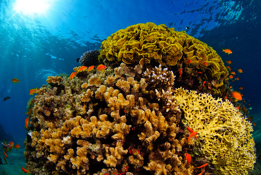 Red Sea coral reef