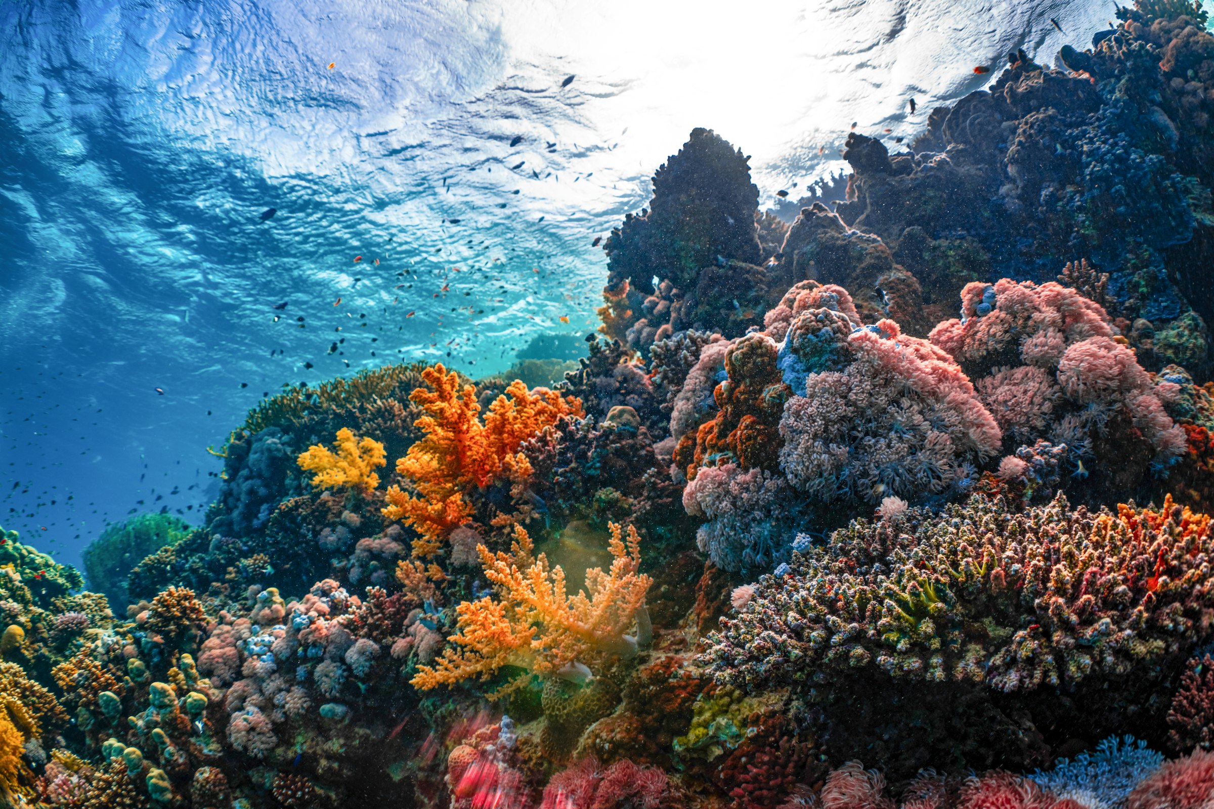 Sunlit coral reef teeming with tropical fish
